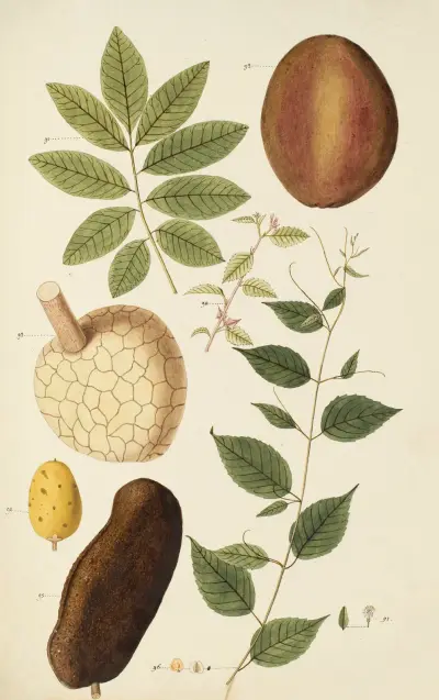 Selectarum stirpium Americanarum historia Pl.264 av Nikolaus Joseph Freiherr von Jacquin