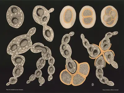 Drożdże piwowarskie (Saccharomyces cerevisiae), Gottlieb von Koch