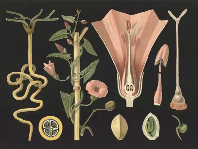 Powój polny (Convolvulus arvensis), Gottlieb von Koch