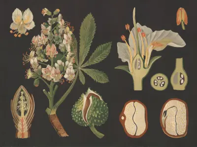 Kasztanowiec zwyczajny (Aesculus hippocastanum), Gottlieb von Koch