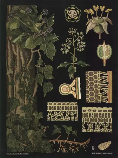 Bluszcz (Hedera helix), Gottlieb von Koch