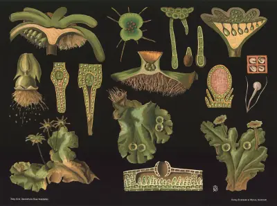 Wątrobowiec (Marchantia polymorpha), Gottlieb von Koch