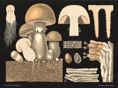 Pieczarka polna (Agaricus campestris), Gottlieb von Koch