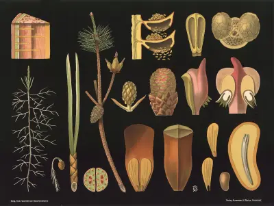 Sosna (Pinus sylvestris), Gottlieb von Koch