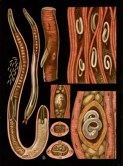 Trichinella spiralis, Gottlieb von Koch