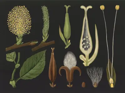 Wierzba (Salix caprea), Gottlieb von Koch