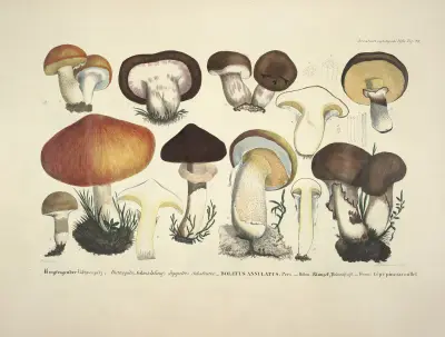 Věrné vyobrazení a popisy jedlých, škodlivých a podezřelých hub, pl. 33, Julius Vincenz von Krombholz