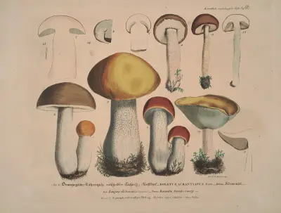 Věrné vyobrazení a popisy jedlých, škodlivých a podezřelých hub, tab. 32, Julius Vincenz von Krombholz