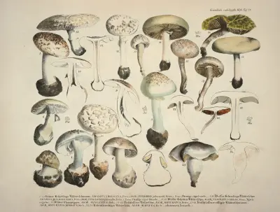Věrné vyobrazení a popisy jedlých, škodlivých a podezřelých hub, tab. 28, Julius Vincenz von Krombholz