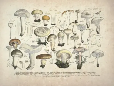 Věrné vyobrazení a popisy jedlých, škodlivých a podezřelých hub, Pl. 25, Julius Vincenz von Krombholz
