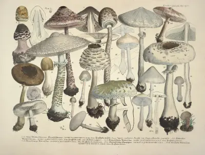 Věrné vyobrazení a popisy jedlých, škodlivých a podezřelých hub, tab. 24, Julius Vincenz von Krombholz