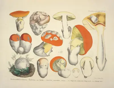 Věrná vyobrazení a popisy jedlých, škodlivých a podezřelých hub, tab. 8, Julius Vincenz von Krombholz