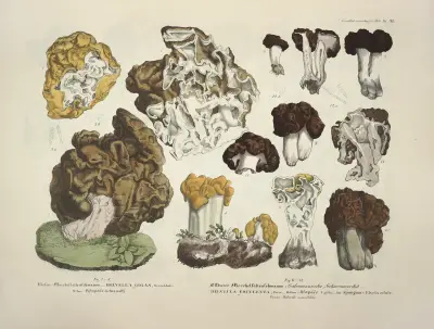 Věrné vyobrazení a popisy jedlých, škodlivých a podezřelých hub, pl. 20, Julius Vincenz von Krombholz