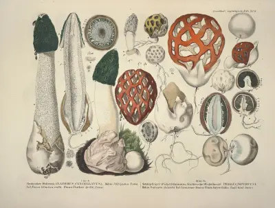 Věrné vyobrazení a popisy jedlých, škodlivých a podezřelých hub, pl. 18, Julius Vincenz von Krombholz