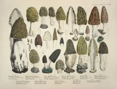 Věrné vyobrazení a popis jedlých, škodlivých a podezřelých hub, pl. 16, Julius Vincenz von Krombholz