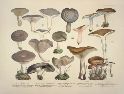Věrné vyobrazení a popisy jedlých, škodlivých a podezřelých hub, tabule 14, Julius Vincenz von Krombholz