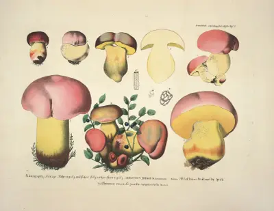 Věrné vyobrazení a popisy jedlých, škodlivých a podezřelých hub, tabule 07, Julius Vincenz von Krombholz