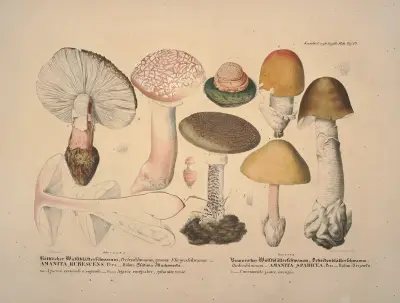 Věrné vyobrazení a popis jedlých, škodlivých a podezřelých hub, tab. 10, Julius Vincenz von Krombholz