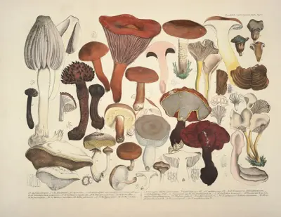 Věrné vyobrazení a popisy jedlých, škodlivých a podezřelých hub, tabule 04, Julius Vincenz von Krombholz