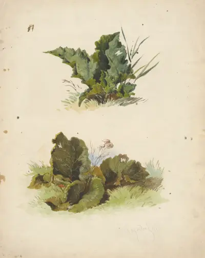 Studie breitblättriger Pflanzen von Friedrich Carl von Scheidlin