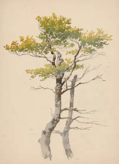 Studie eines Laubbaums von Friedrich Carl von Scheidlin