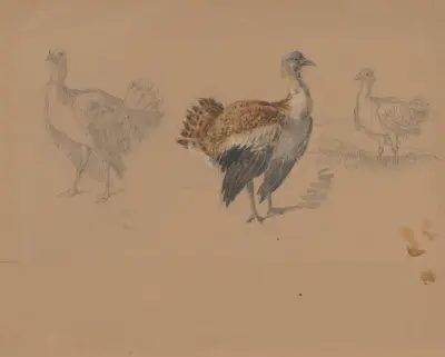 Studie von Truthühnern von Friedrich Carl von Scheidlin