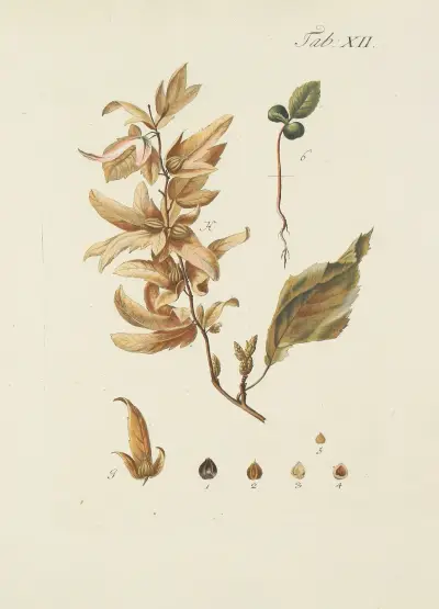Abbildung der wilden Bäume, Stauden und Buschgewächse Pl.046 av Carl Christoph Oelhafen von Schöllenbach