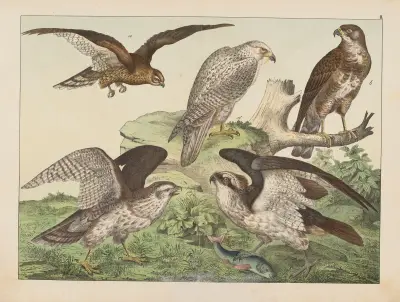 Historja naturalna ptakow (Natural history of birds) Pl.03 av Gotthilf Heinrich von Schubert