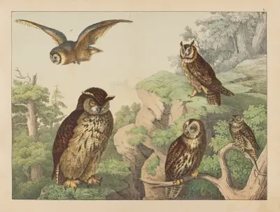 Historja naturalna ptakow (Natural history of birds) Pl.05 av Gotthilf Heinrich von Schubert