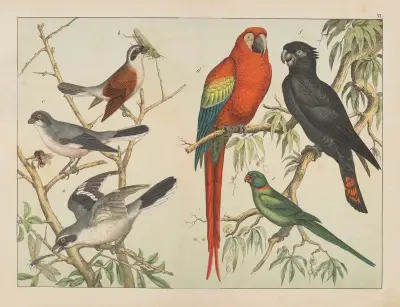 Historja naturalna ptakow (Natural history of birds) Pl.06 av Gotthilf Heinrich von Schubert