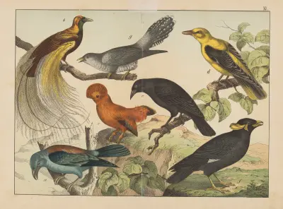 Historja naturalna ptakow (Natural history of birds) Pl.11 av Gotthilf Heinrich von Schubert