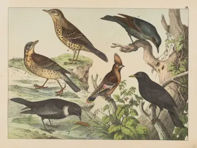 Historja naturalna ptakow (Natural history of birds) Pl.13 av Gotthilf Heinrich von Schubert