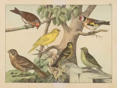 Historia naturalna ptaków (Natural history of birds) Pl.16, Gotthilf Heinrich von Schubert