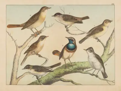 Historja naturalna ptakow (Natural history of birds) Pl.17 av Gotthilf Heinrich von Schubert