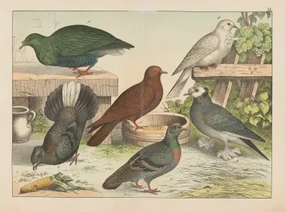 Historja naturalna ptakow (Natural history of birds) Pl.20 av Gotthilf Heinrich von Schubert