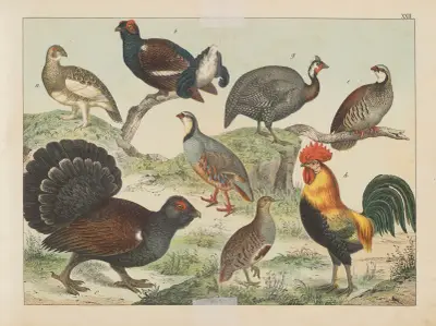 Historja naturalna ptakow (Natural history of birds) Pl.22 av Gotthilf Heinrich von Schubert