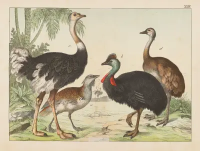 Historja naturalna ptakow (Natural history of birds) Pl.24 av Gotthilf Heinrich von Schubert