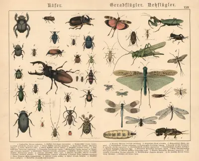 Käfer, Geradflügler, Nessflügler av Gotthilf Heinrich von Schubert