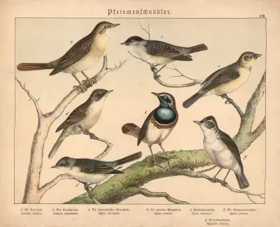 Pfriemenschnäbler. av Gotthilf Heinrich von Schubert