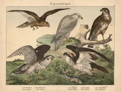 Tagraubvögel. a) Die Kornweihe, b) Der Mäusebussard, c) Der Fischadler, d) Der Jagdfalk, e) Der Hühnerhabicht av Gotthilf Heinrich von Schubert
