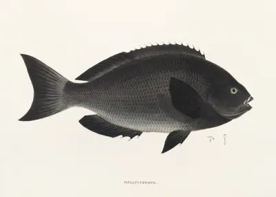 Fauna japonica Pl.052 av Philipp Franz Balthasar von Siebold