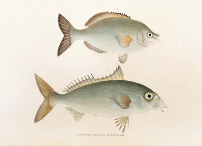 Fauna japonica Pl.053 av Philipp Franz Balthasar von Siebold