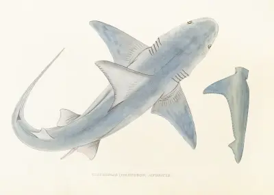 Fauna japonica Pl.150 av Philipp Franz Balthasar von Siebold