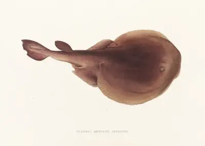 Fauna japonica Pl.157 av Philipp Franz Balthasar von Siebold