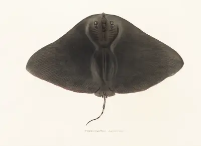 Fauna japonica Pl.158 av Philipp Franz Balthasar von Siebold