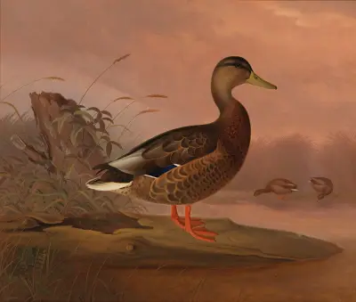Mallard av Ferdinand von Wright