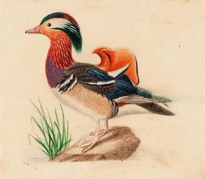 Mandarin Duck, Male av Ferdinand von Wright