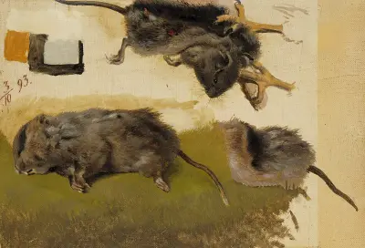 Rodents av Ferdinand von Wright