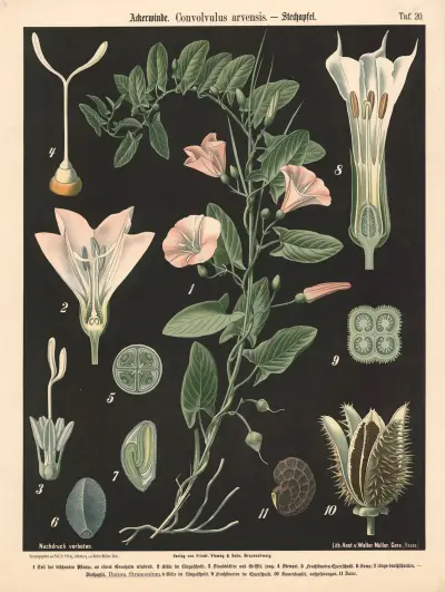 Svlačec rolní, Convolvulus arvensis, Walter Müller