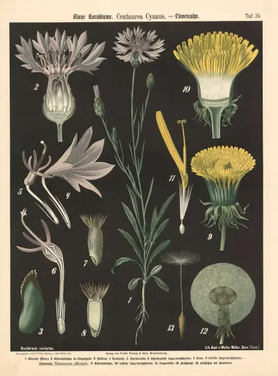 Chrpa polní. Centaurea Cyanus, Walter Müller